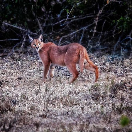 Riverbend Lodge Addo Ngoại thất bức ảnh