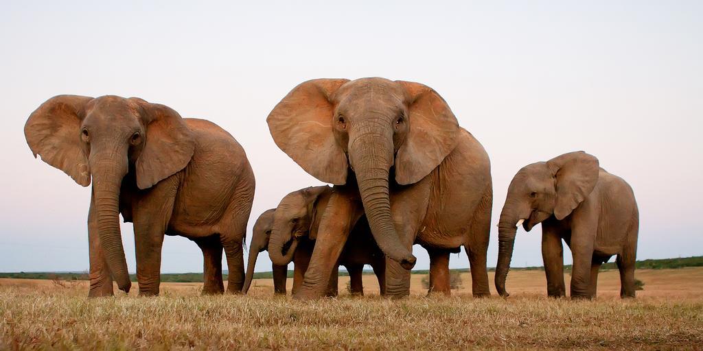 Riverbend Lodge Addo Ngoại thất bức ảnh