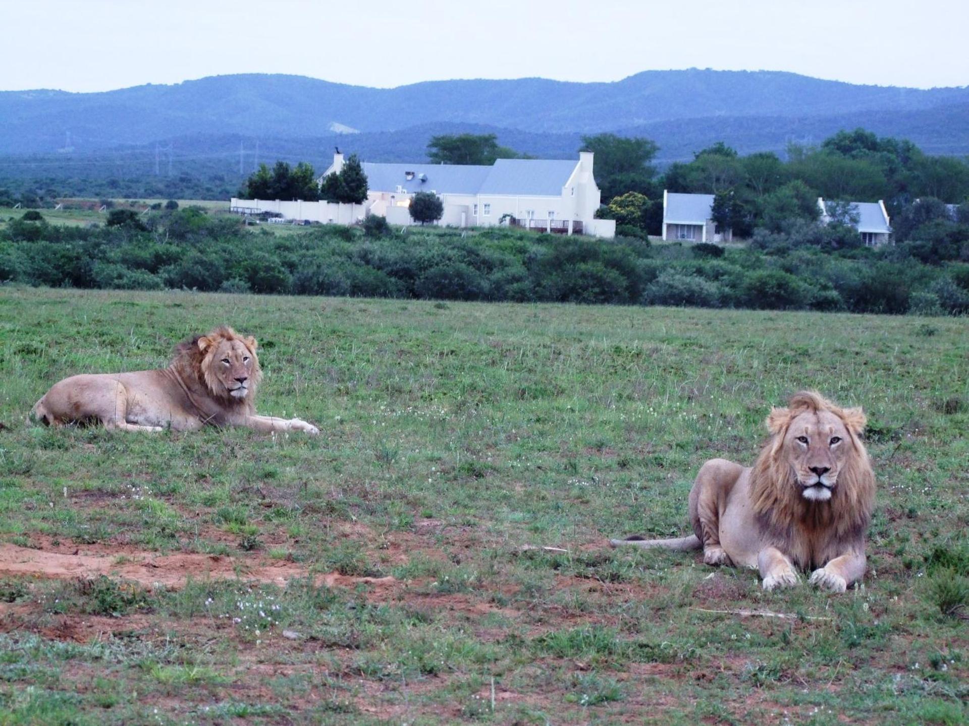Riverbend Lodge Addo Ngoại thất bức ảnh