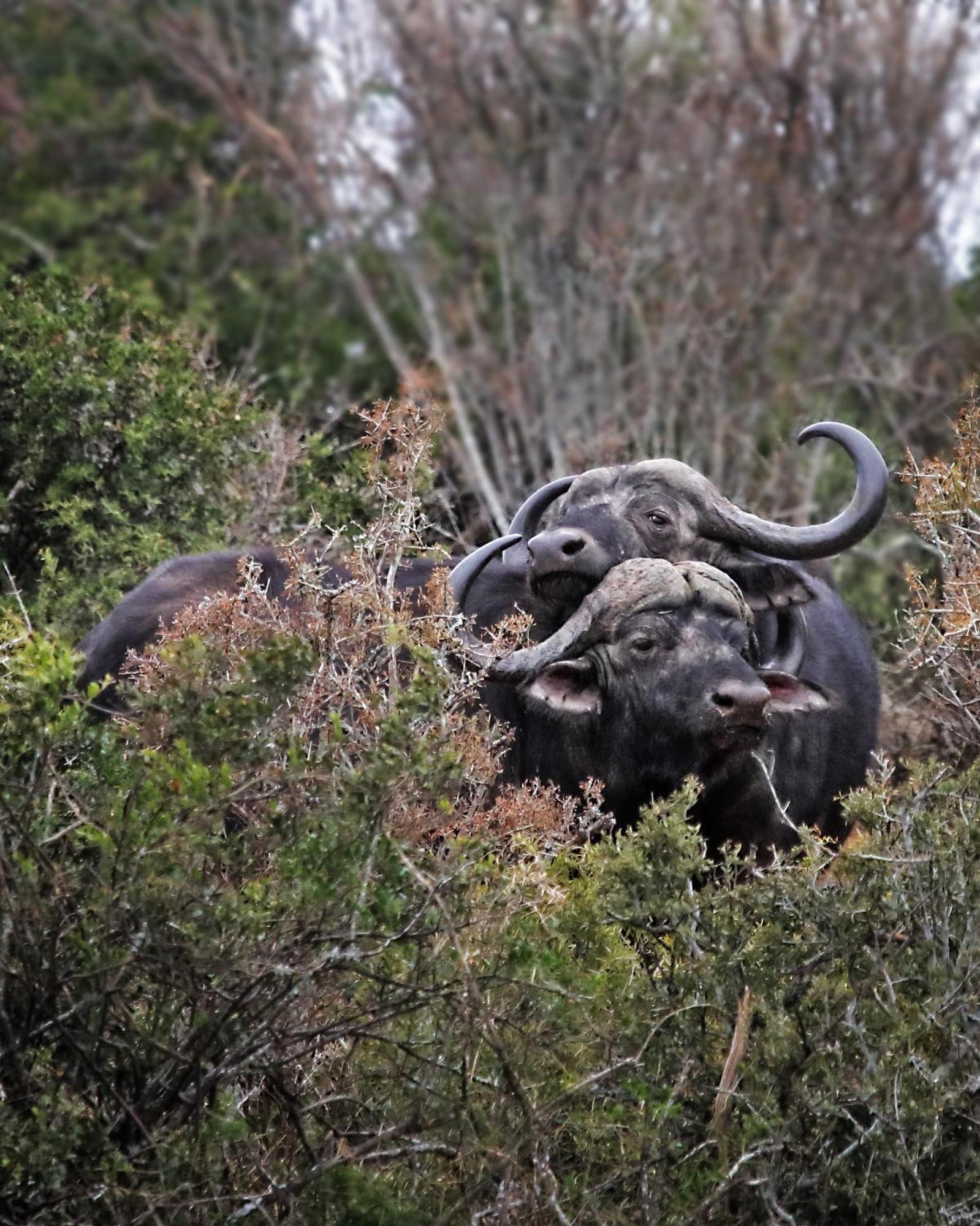 Riverbend Lodge Addo Ngoại thất bức ảnh