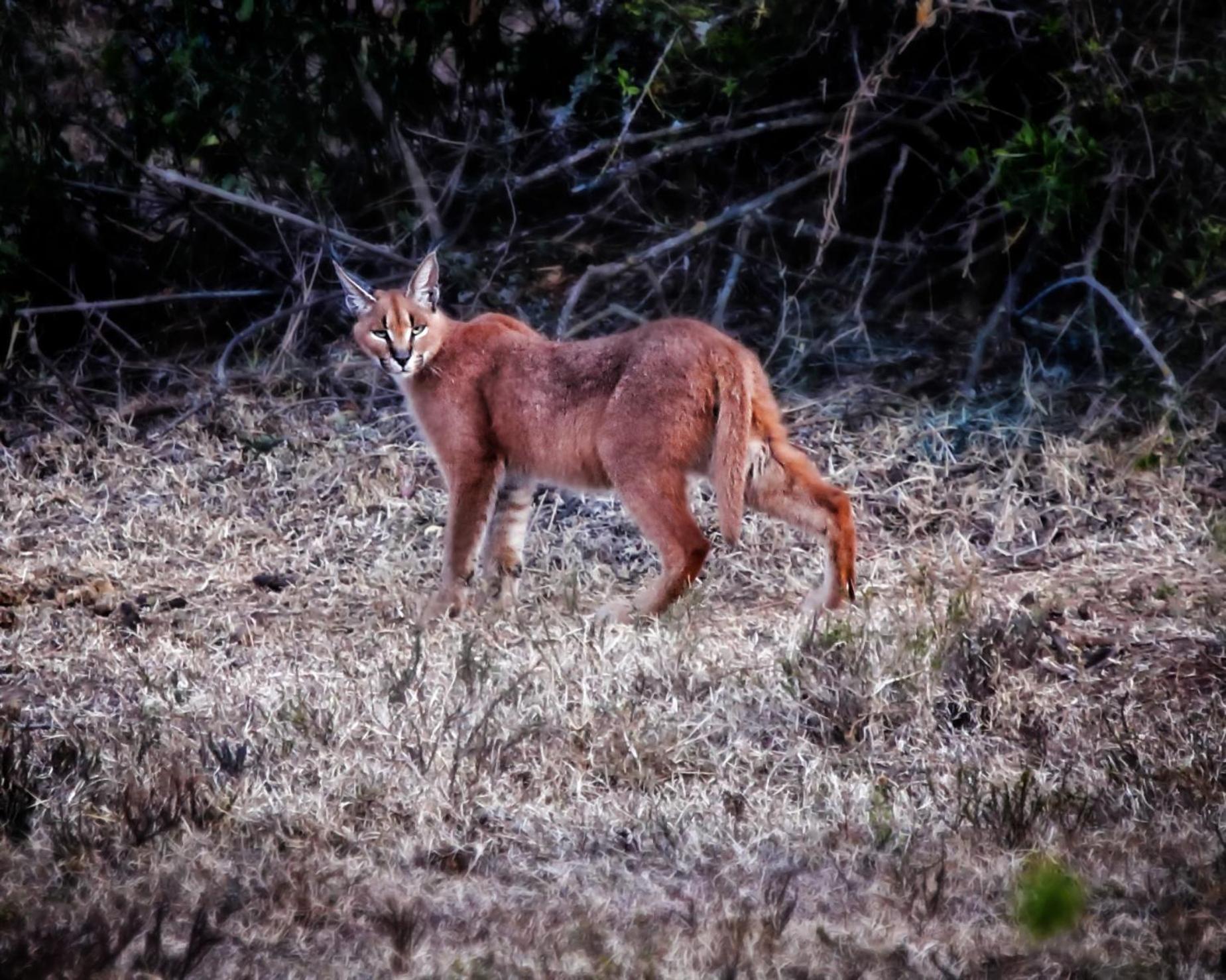 Riverbend Lodge Addo Ngoại thất bức ảnh
