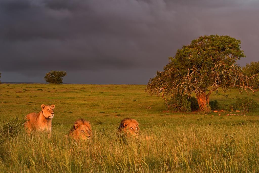 Riverbend Lodge Addo Ngoại thất bức ảnh
