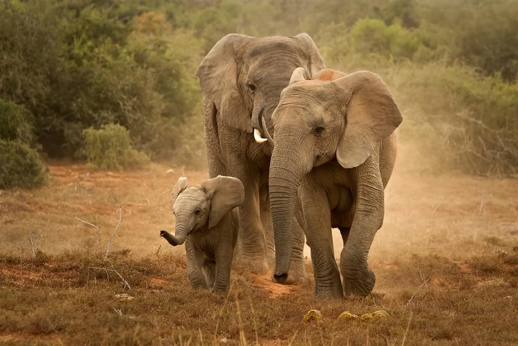 Riverbend Lodge Addo Ngoại thất bức ảnh