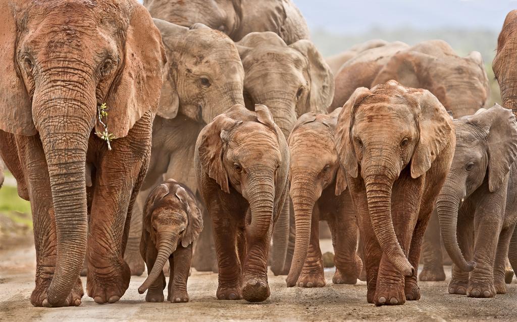 Riverbend Lodge Addo Ngoại thất bức ảnh