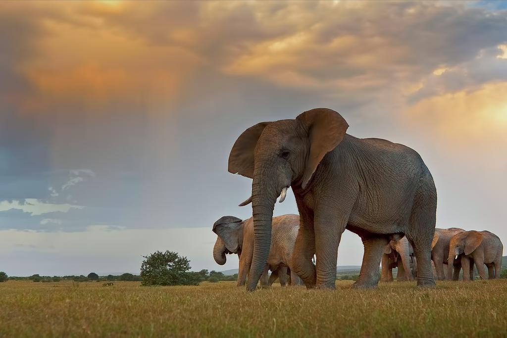 Riverbend Lodge Addo Ngoại thất bức ảnh